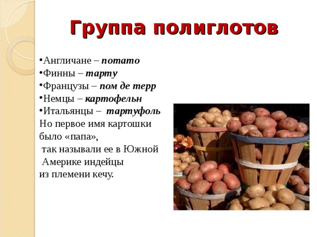 Группа полиглотов Англичане – потато Финны – тарту Французы – пом де терр Немцы – картофельн Итальянцы – тартуфоль Но первое имя картошки было «папа»,  так называли ее в Южной  Америке индейцы из племени кечу. 