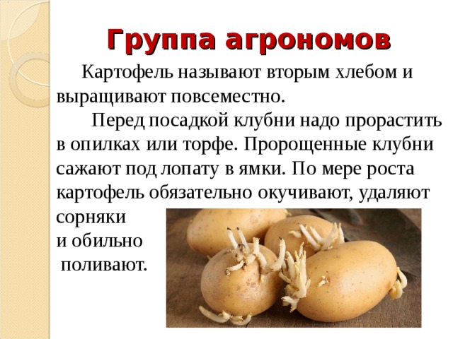 Группа агрономов  Картофель называют вторым хлебом и выращивают повсеместно.  Перед посадкой клубни надо прорастить в опилках или торфе. Пророщенные клубни сажают под лопату в ямки. По мере роста картофель обязательно окучивают, удаляют сорняки и обильно  поливают. 