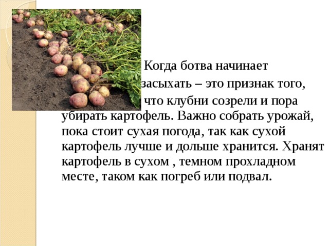  Когда ботва начинает  засыхать – это признак того,  что клубни созрели и пора убирать картофель. Важно собрать урожай, пока стоит сухая погода, так как сухой картофель лучше и дольше хранится. Хранят картофель в сухом , темном прохладном месте, таком как погреб или подвал. 