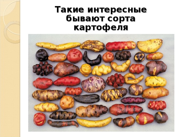 Такие интересные бывают сорта картофеля 
