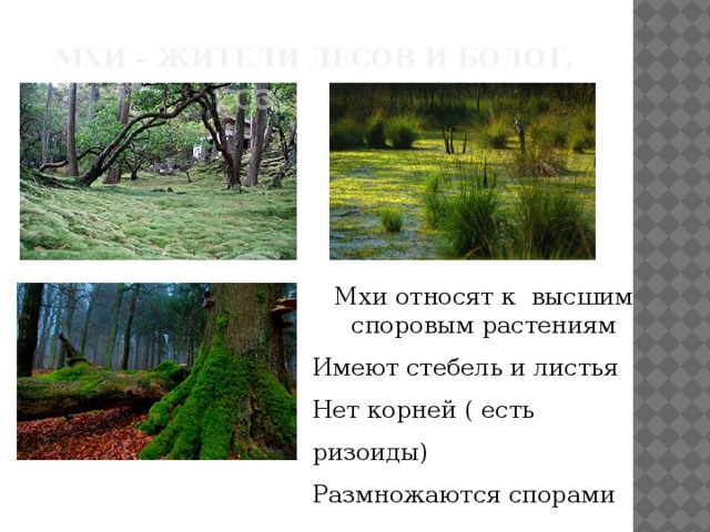Мхи – жители лесов и болот. Мхи относят к высшим споровым растениям Имеют стебель и листья Нет корней ( есть ризоиды) Размножаются спорами 