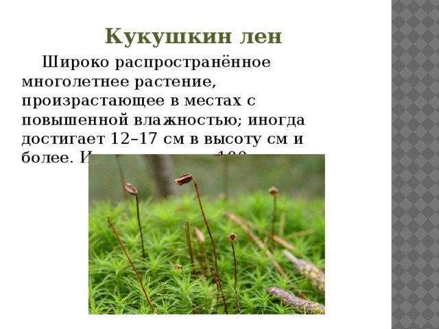  Кукушкин лен  Широко распространённое многолетнее растение, произрастающее в местах с повышенной влажностью; иногда достигает 12–17 см в высоту см и более. Известно около 100 видов. 