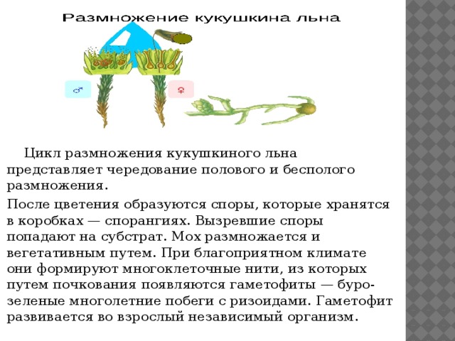  Цикл размножения кукушкиного льна представляет чередование полового и бесполого размножения. После цветения образуются споры, которые хранятся в коробках — спорангиях. Вызревшие споры попадают на субстрат. Мох размножается и вегетативным путем. При благоприятном климате они формируют многоклеточные нити, из которых путем почкования появляются гаметофиты — буро-зеленые многолетние побеги с ризоидами. Гаметофит развивается во взрослый независимый организм. 