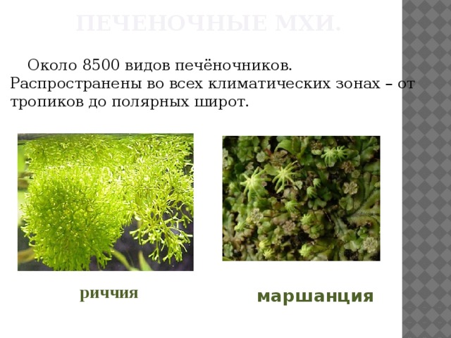 Печеночные мхи.  Около 8500 видов печёночников. Распространены во всех климатических зонах – от тропиков до полярных широт. риччия маршанция  