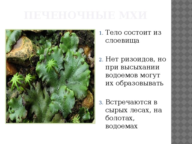 Печеночные мхи Тело состоит из слоевища Нет ризоидов, но при высыхании водоемов могут их образовывать Встречаются в сырых лесах, на болотах, водоемах 