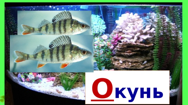О кунь 