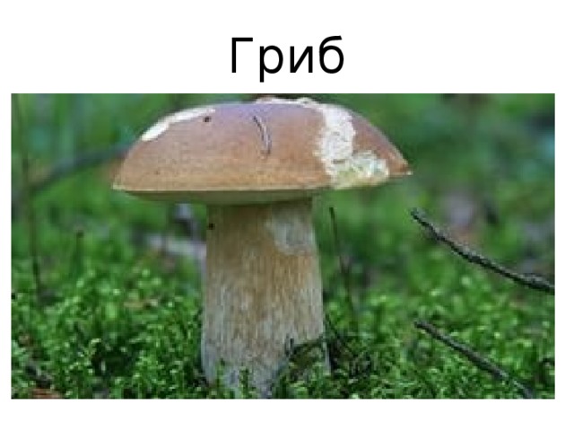 Гриб 