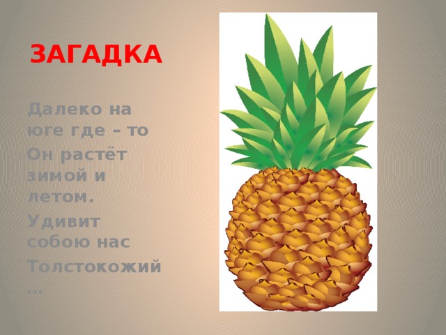 ЗАГАДКА  Далеко на юге где – то Он растёт зимой и летом. Удивит собою нас Толстокожий… Загадка. Далеко на юге где – то Он растёт зимой и летом. Удивит собою нас Толстокожий… Ананас.  