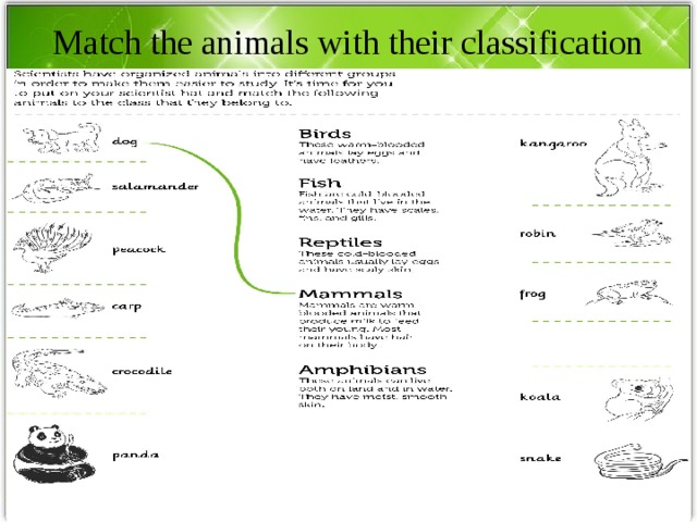 Match the animals with their classification 