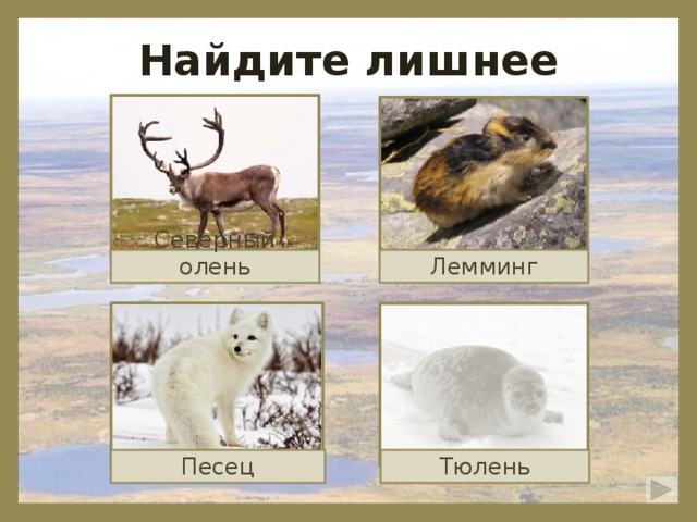 Найдите лишнее Северный олень Лемминг Песец Тюлень