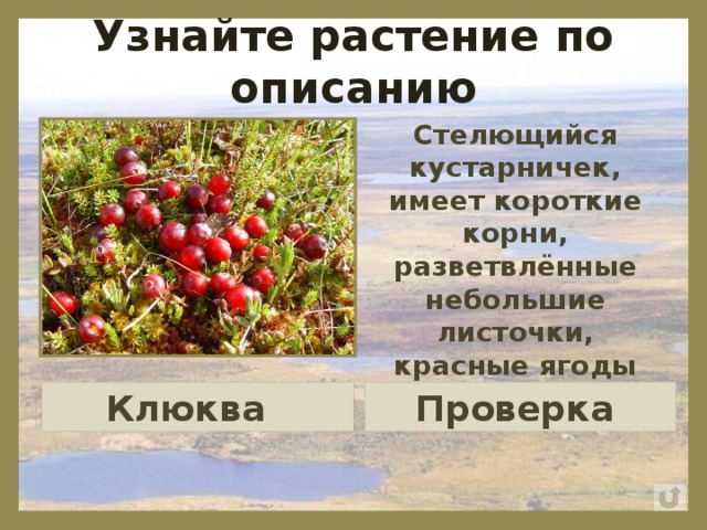 Узнайте растение по описанию Стелющийся кустарничек, имеет короткие корни, разветвлённые небольшие листочки, красные ягоды Клюква Проверка