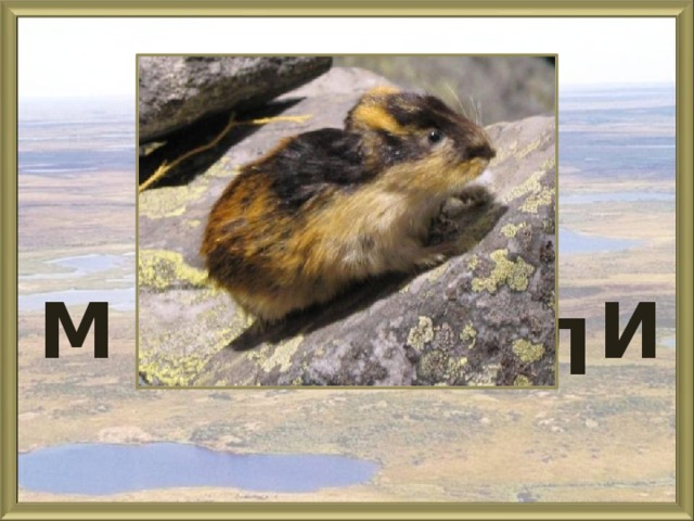 Мелкие животные, питающиеся травой, ягодами, семенами, побегами, похожи на пеструшку Е Н М Г И Л М И