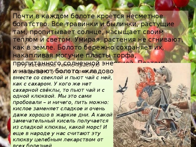 Почти в каждом болоте кроется несметное богатство. Все травинки и былинки, растущие там, пропитывает солнце, насыщает своим теплом и светом. Умирая, растения не сгнивают, как в земле. Болото бережно сохраняет их, накапливая могучие пласты торфа, пропитанного солнечной энергией. Поэтому и называют болото «кладовой солнца». Эту весеннюю темно-красную клюкву парят у нас в горшках вместе со свеклой и пьют чай с ней, как с сахаром. У кого же нет сахарной свёклы, то пьют чай и с одной клюквой. Мы это сами пробовали – и ничего, пить можно: кислое заменяет сладкое и очень даже хорошо в жаркие дни. А какой замечательный кисель получается из сладкой клюквы, какой морс! И еще в народе у нас считают эту клюкву целебным лекарством от всех болезней. Иванова А.В. 