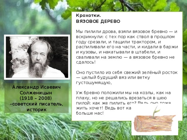  Крохотки.  ВЯЗОВОЕ ДЕРЕВО   Мы пилили дрова, взяли вязовое бревно — и вскрикнули: с тех пор как ствол в прошлом году срезали, и тащили трактором, и распиливали его на части, и кидали в баржи и кузовы, и накатывали в штабели, и сваливали на землю — а вязовое бревно не сдалось!   Оно пустило из себя свежий зелёный росток — целый будущий вяз или ветку густошумящую,   Уж бревно положили мы на козлы, как на плаху, но не решались врезаться в шею пилой: как же пилить его? Ведь оно тоже жить хочет! Ведь вот как оно хочет жить — больше нас!   Александр Исаевич Солженицын  (1918 – 2008)  –советский писатель, историк Иванова А.В. 