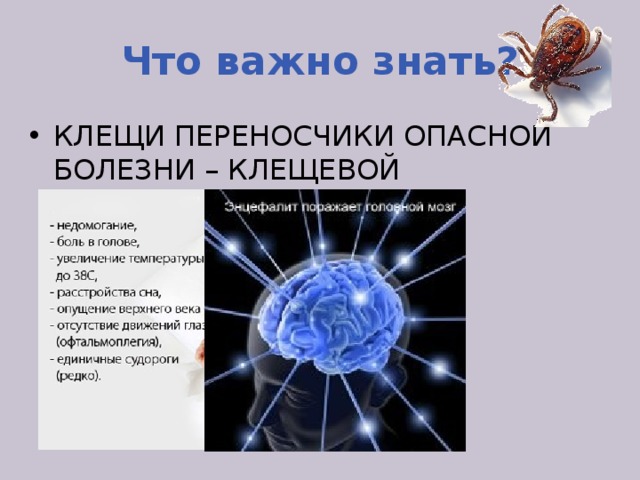 Что важно знать? Клещи Переносчики опасной болезни – КЛЕЩЕВОЙ ЭНЦЕФАЛИТ. 