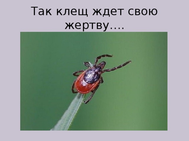 Так клещ ждет свою жертву…. 