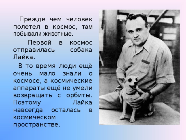  Прежде чем человек полетел в космос, там побывали животные.  Первой в космос отправилась собака Лайка.  В то время люди ещё очень мало знали о космосе, а космические аппараты ещё не умели возвращать с орбиты. Поэтому Лайка навсегда осталась в космическом пространстве. 