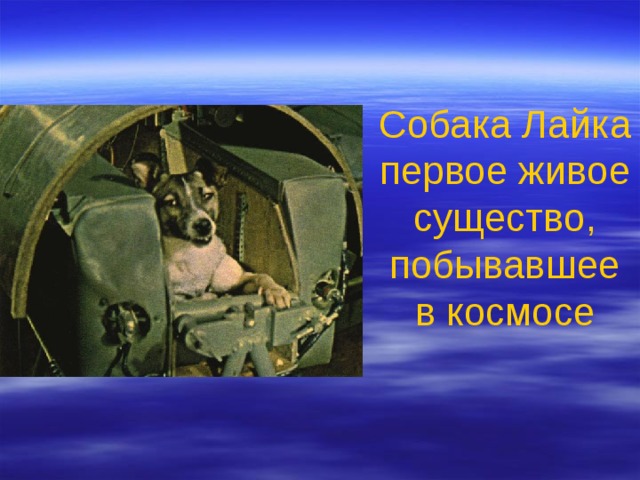 Собака Лайка первое живое существо, побывавшее в космосе  