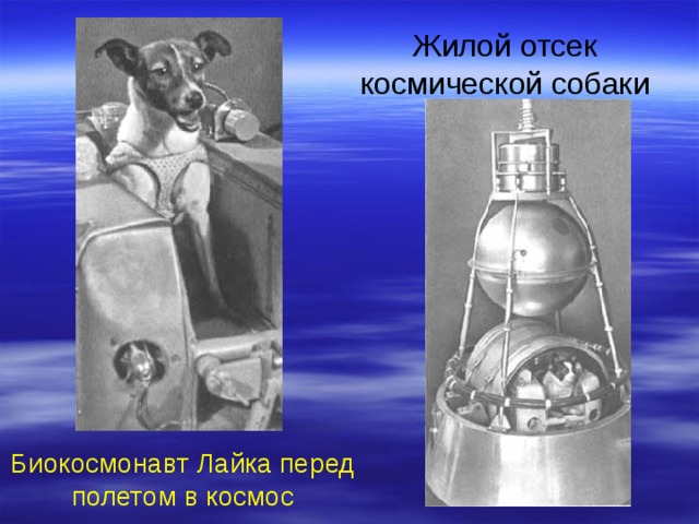 Жилой отсек космической собаки Биокосмонавт Лайка перед полетом в космос  