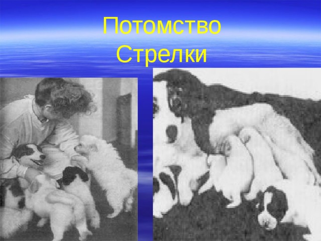 Потомство Стрелки   