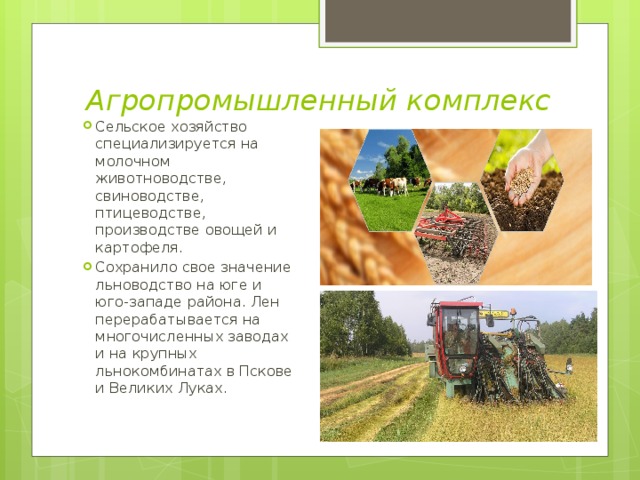 Агропромышленный комплекс Сельское хозяйство специализируется на молочном животноводстве, свиноводстве, птицеводстве, производстве овощей и картофеля. Сохранило свое значение льноводство на юге и юго-западе района. Лен перерабатывается на многочисленных заводах и на крупных льнокомбинатах в Пскове и Великих Луках. 