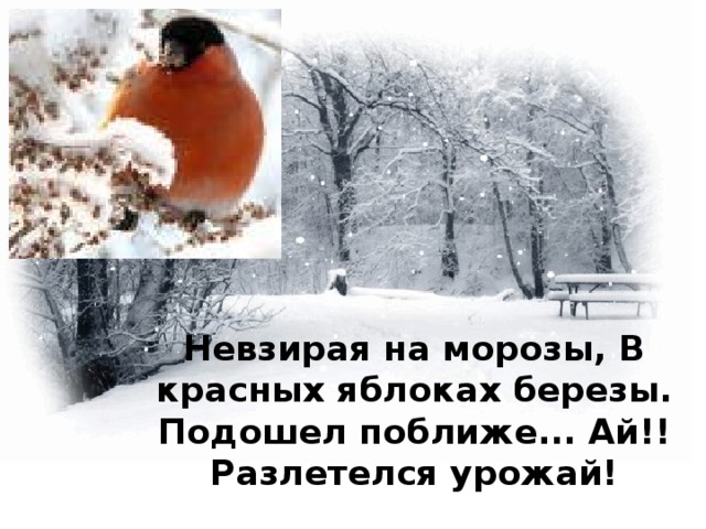 Невзирая на морозы, В красных яблоках березы. Подошел поближе... Ай!! Разлетелся урожай! 