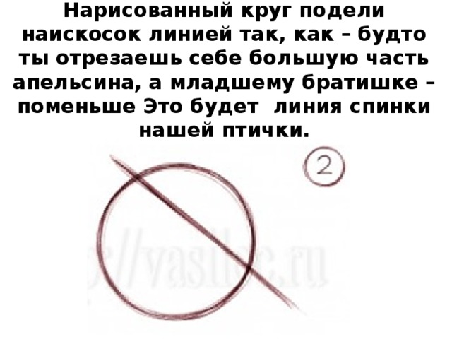 Нарисованный круг подели наискосок линией так, как – будто ты отрезаешь себе большую часть апельсина, а младшему братишке – поменьше Это будет  линия спинки нашей птички.   