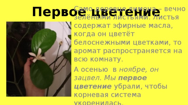 Первое цветение Само деревце лимона – вечно зелёными листьями. Листья содержат эфирные масла, когда он цветёт белоснежными цветками, то аромат распространяется на всю комнату. А осенью в ноябре, он зацвел. Мы первое цветение  убрали, чтобы корневая система укоренилась.  