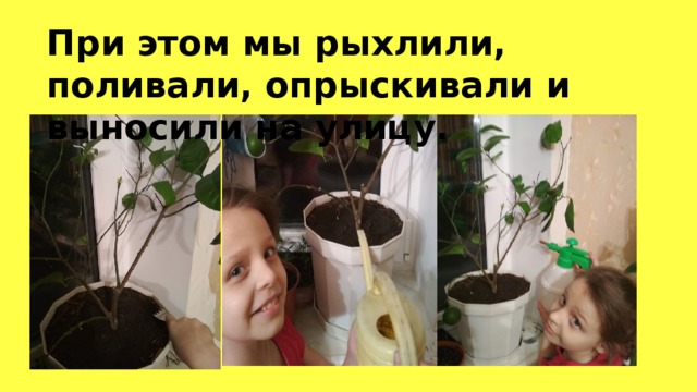 При этом мы рыхлили, поливали, опрыскивали и выносили на улицу. 