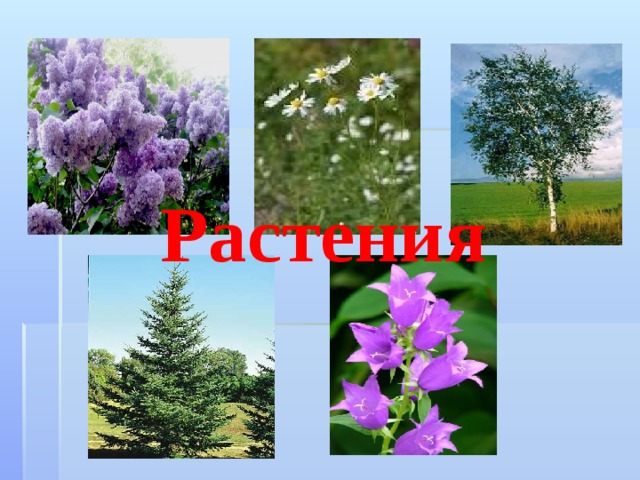 Растения 