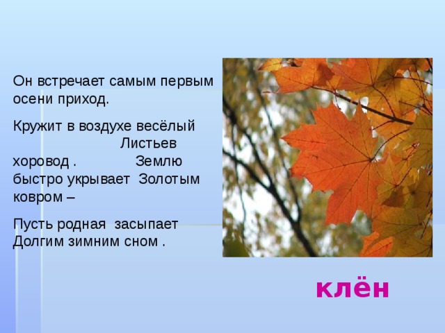 Он встречает самым первым осени приход. Кружит в воздухе весёлый Листьев хоровод . Землю быстро укрывает Золотым ковром – Пусть родная засыпает Долгим зимним сном . клён 