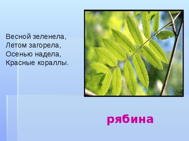 Весной зеленела, Летом загорела, Осенью надела, Красные кораллы.  рябина 