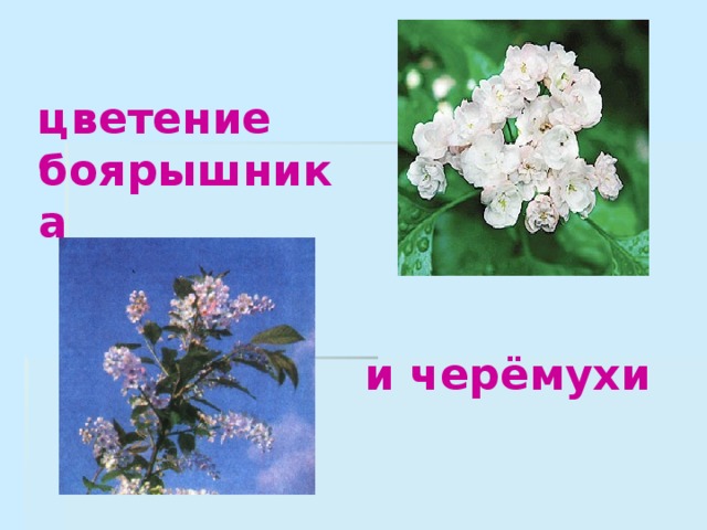 цветение боярышника и черёмухи 