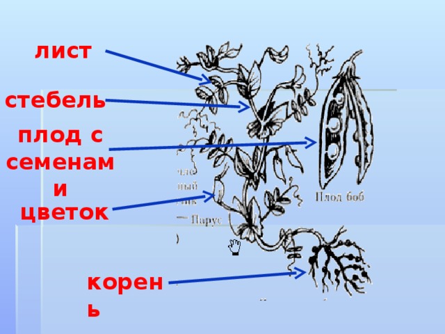 лист стебель плод с семенами цветок корень 