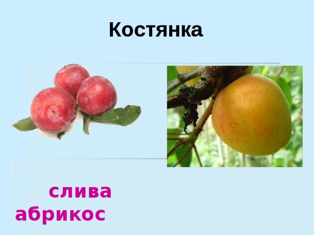  Костянка  слива абрикос 