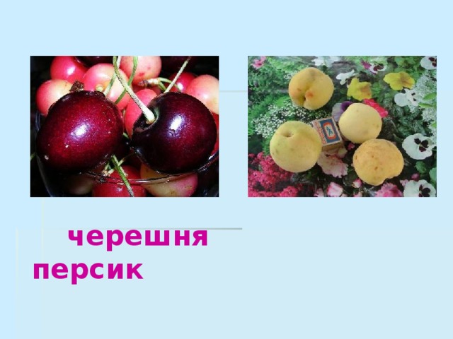   черешня персик 