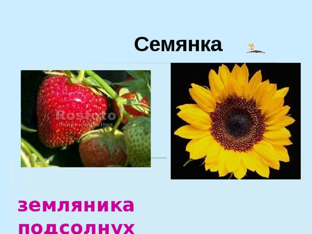  Семянка  земляника подсолнух 