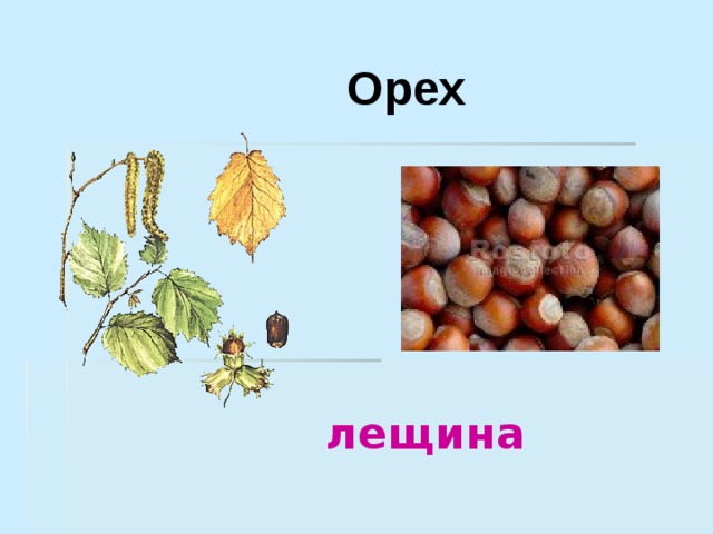  Орех лещина 