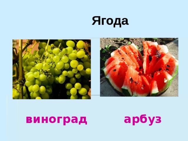  Ягода  виноград арбуз 