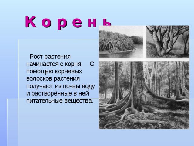  К о р е н ь  Рост растения начинается с корня. С помощью корневых волосков растения получают из почвы воду и растворённые в ней питательные вещества. 