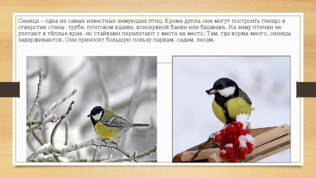 Синица – одна из самых известных зимующих птиц. Кроме дупла они могут построить гнездо в отверстии стены, трубе, почтовом ящике, консервной банке или башмаке. На зиму птички не улетают в тёплые края, но стайками перелетают с места на место. Там, где корма много, синицы задерживаются. Они приносят большую пользу паркам, садам, лесам. 