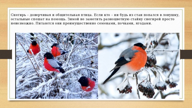 Снегирь – доверчивая и общительная птица. Если кто – ни будь из стаи попался в ловушку, остальные спешат на помощь. Зимой не заметить разноцветную стайку снегирей просто невозможно. Питаются они преимущественно семенами, почками, ягодами. 