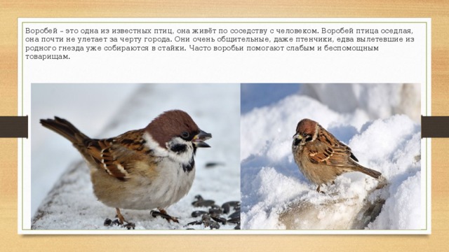 Воробей – это одна из известных птиц, она живёт по соседству с человеком. Воробей птица оседлая, она почти не улетает за черту города. Они очень общительные, даже птенчики, едва вылетевшие из родного гнезда уже собираются в стайки. Часто воробьи помогают слабым и беспомощным товарищам. 