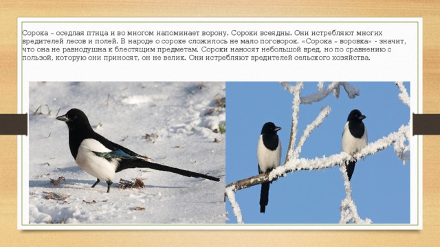 Сорока – оседлая птица и во многом напоминает ворону. Сороки всеядны. Они истребляют многих вредителей лесов и полей. В народе о сороке сложилось не мало поговорок. «Сорока – воровка» - значит, что она не равнодушна к блестящим предметам. Сороки наносят небольшой вред, но по сравнению с пользой, которую они приносят, он не велик. Они истребляют вредителей сельского хозяйства. 