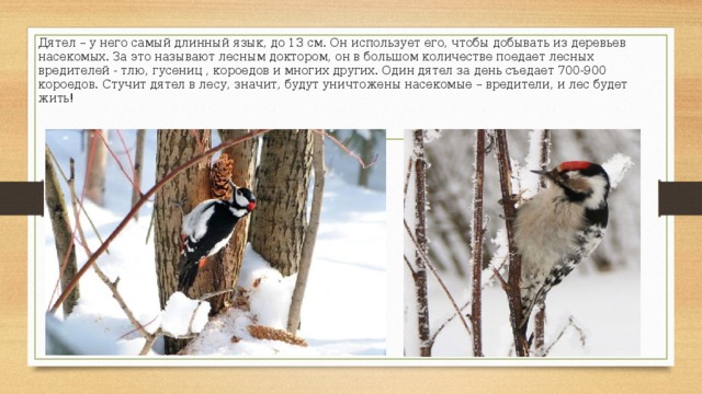 Дятел – у него самый длинный язык, до 13 см. Он использует его, чтобы добывать из деревьев насекомых. За это называют лесным доктором, он в большом количестве поедает лесных вредителей - тлю, гусениц , короедов и многих других. Один дятел за день съедает 700-900 короедов. Стучит дятел в лесу, значит, будут уничтожены насекомые – вредители, и лес будет жить! 