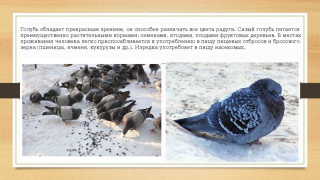 Голубь обладает прекрасным зрением, он способен различать все цвета радуги. Сизый голубь питается преимущественно растительными кормами: семенами, ягодами, плодами фруктовых деревьев. В местах проживания человека легко приспосабливается к употреблению в пищу пищевых отбросов и бросового зерна (пшеницы, ячменя, кукурузы и др.). Изредка употребляет в пищу насекомых. 
