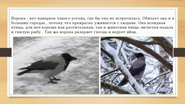 Ворона - нет наверное такого уголка, где бы она не встречалась. Обитает она и в больших городах , потому что прекрасно уживается с людьми. Она всеядная птица, для неё хороша как растительная, так и животная пища, включая падаль и гнилую рыбу . Так же ворона разоряет гнезда и ворует яйца. 