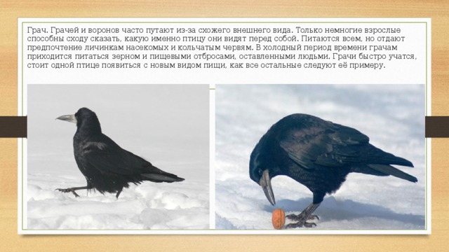 Грач. Грачей и воронов часто путают из-за схожего внешнего вида. Только немногие взрослые способны сходу сказать, какую именно птицу они видят перед собой. Питаются всем, но отдают предпочтение личинкам насекомых и кольчатым червям. В холодный период времени грачам приходится питаться зерном и пищевыми отбросами, оставленными людьми. Грачи быстро учатся, стоит одной птице появиться с новым видом пищи, как все остальные следуют её примеру. 