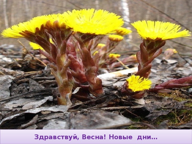Здравствуй, Весна! Новые дни… 