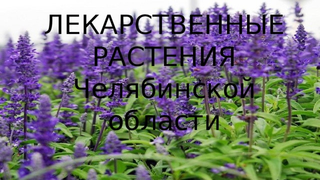 ЛЕКАРСТВЕННЫЕ РАСТЕНИЯ  Челябинской области 